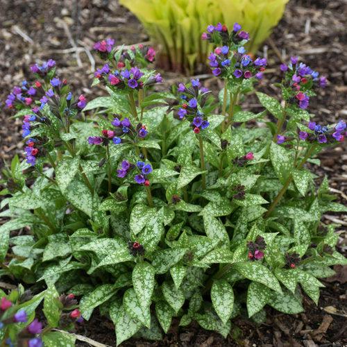 PW® Spot On Lungwort - Shipped