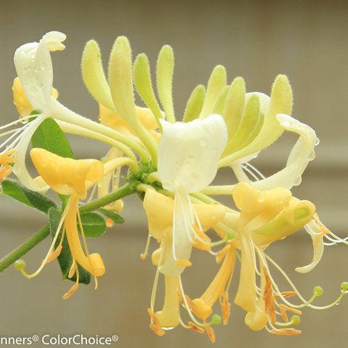 Scentsation Honeysuckle - Shipped