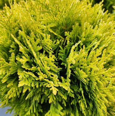 ARBORVITAE (THUJA OCCIDENTALIS) ANNA'S MAGIC BALL - In Store Pickup