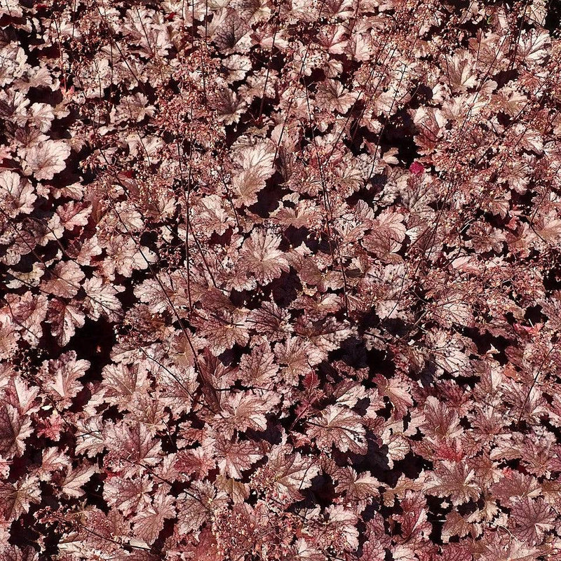 Plum Pudding Coral Bells, Heuchera - Shipped