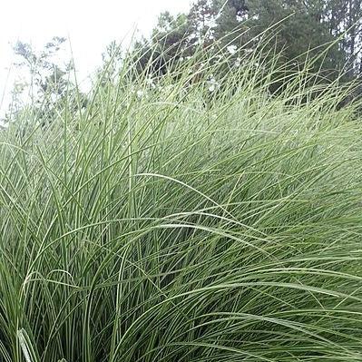 Miscanthus sinensis 'Morning Light'  - Morning Light Maiden Grass - Shipped