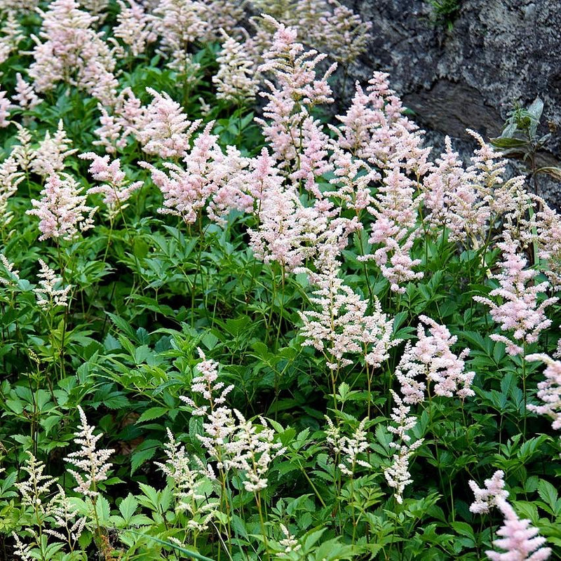 Peach Blossom Japanese Astilbe - Shipped