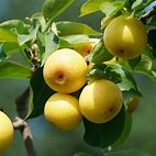 PEAR (PYRUS PYRIFOLIA) 'SHINSEIKI' - ASIAN PEAR - In Store Pickup