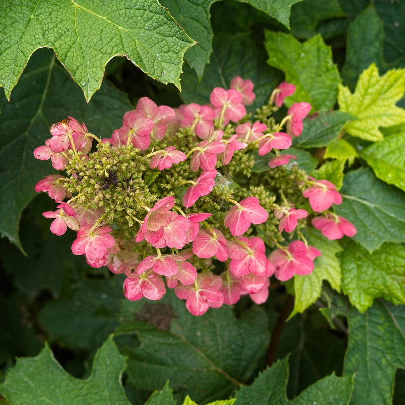 Ruby Slippers Oakleaf Hydrangea - Shipped