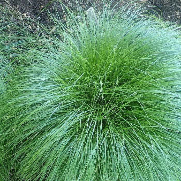Carex rosea  - Rosy Sedge - Shipped