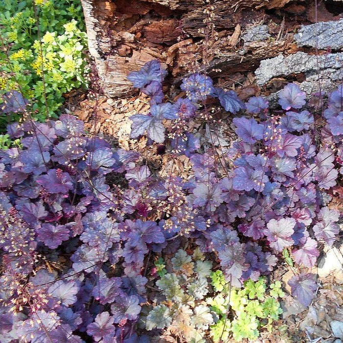 Heuchera x 'Midnight Rose'  - Midnight Rose Coral Bells - Shipped