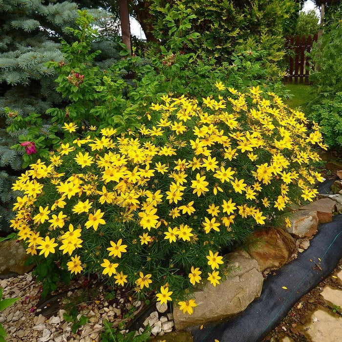 Coreopsis verticillata  - Threadleaf Coreopsis - Shipped