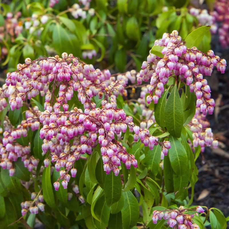 Katsura Pieris - Shipped