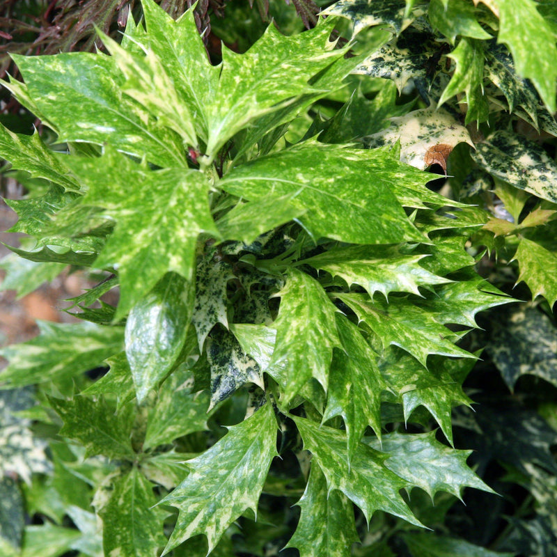 Goshiki False Holly - Shipped