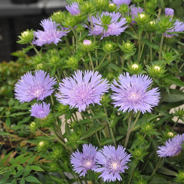 Stokesia laevis 'Mel's Blue'  - Mel's Blue Stokes' Aster - Shipped