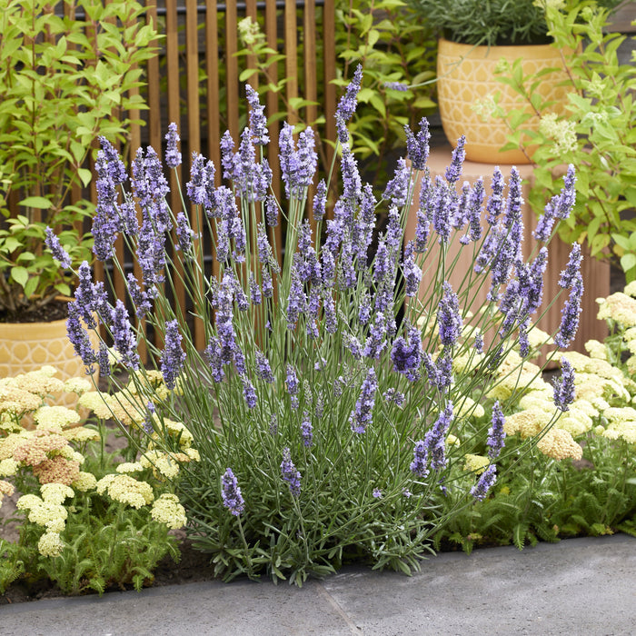 Sensational!® Lavender - Shipped