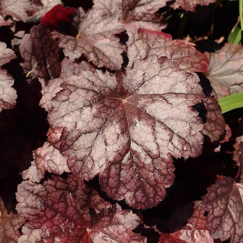 Plum Pudding Coral Bells, Heuchera - Shipped