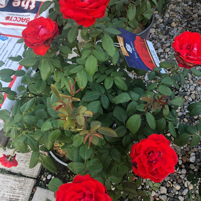 Rosa 'LIM10'  - True Bloom™ True Passion™ Rose - Shipped