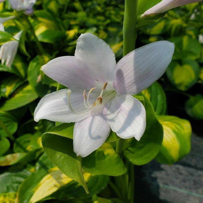 Hosta 'Avocado'  - Avocado Hosta - Shipped
