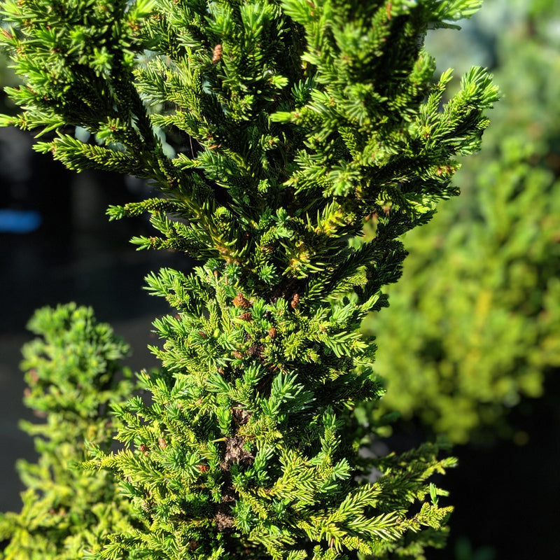 Black Dragon Japanese Cedar - Shipped