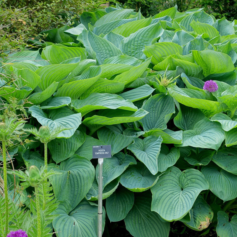 PW® Shadowland® Empress Wu Hosta - Shipped