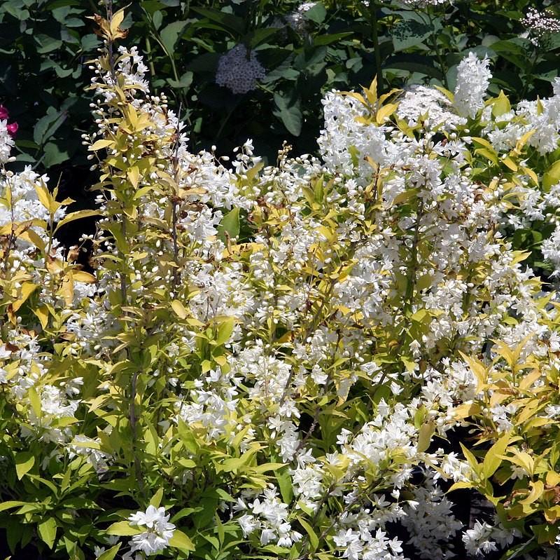 Chardonnay Pearls® Deutzia - Shipped