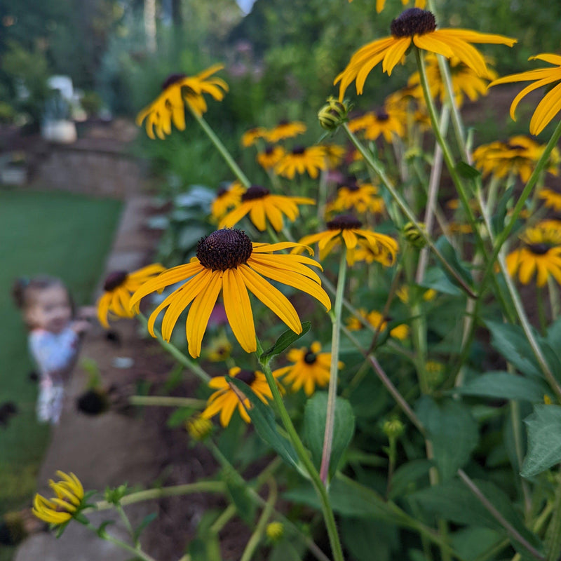 Black-Eyed Susan - Shipped