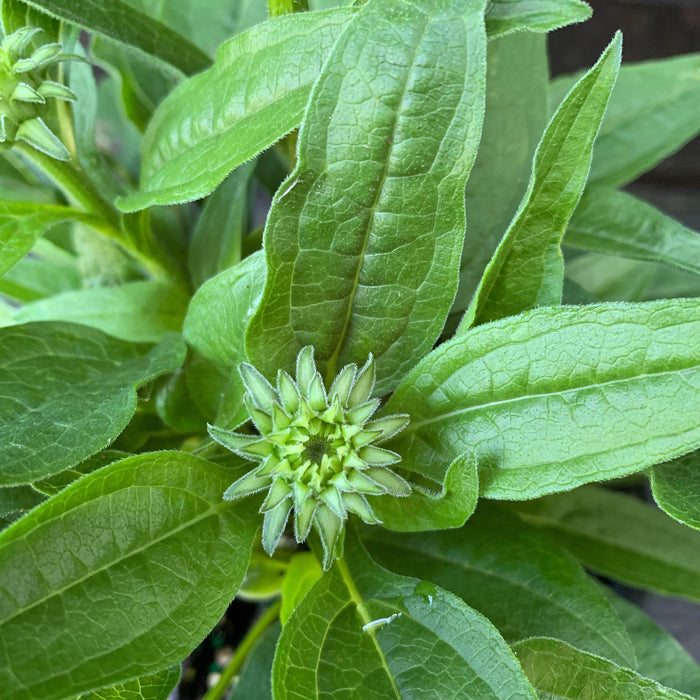 Echinacea 'PAS1308374'  - Artisan™ Soft Orange Coneflower - Shipped