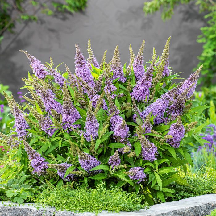 Buddleia davidii ‘BotEx 004’ PP34,378  - Butterfly Candy™ Lil' Lavender™ Butterfly Bush - Shipped