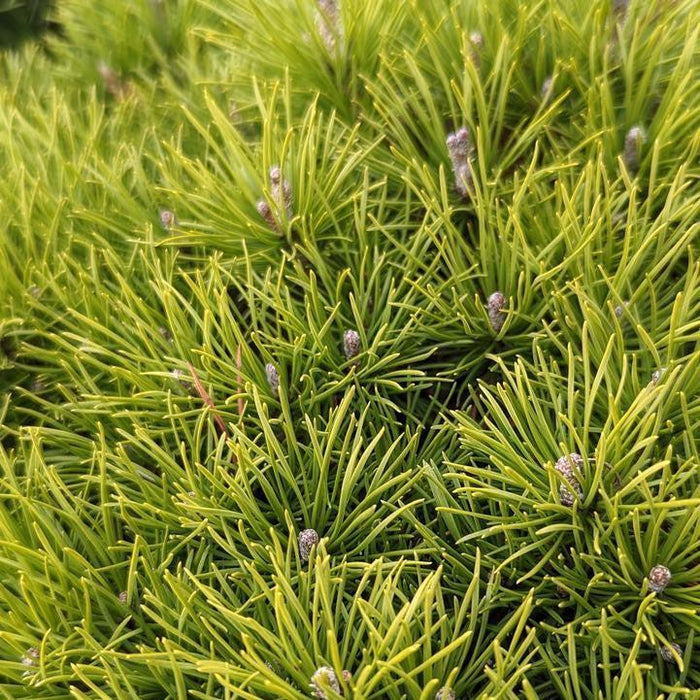 Pinus mugo var. mughus 'Enci'  - Enci Dwarf Mugo Pine - Shipped