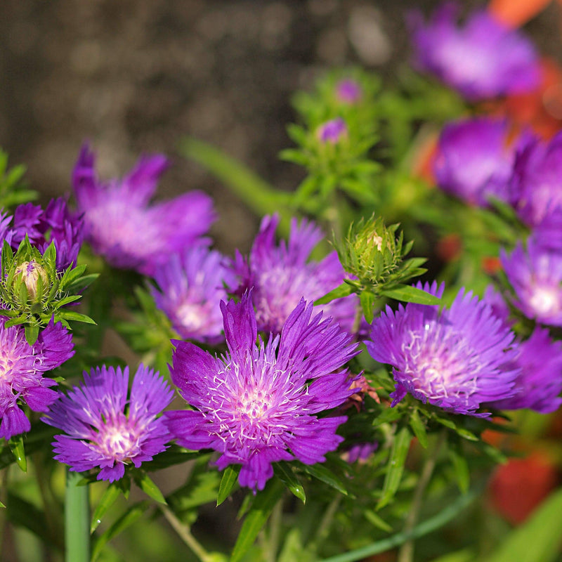 Honeysong Purple Stoke's Aster - Shipped
