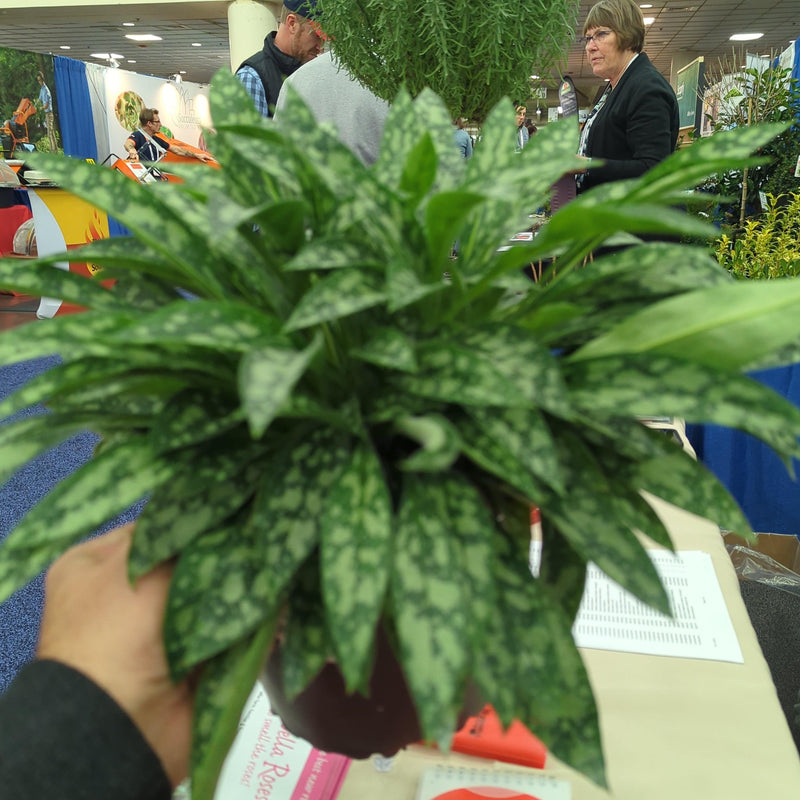 Raspberry Splash Lungwort - Shipped
