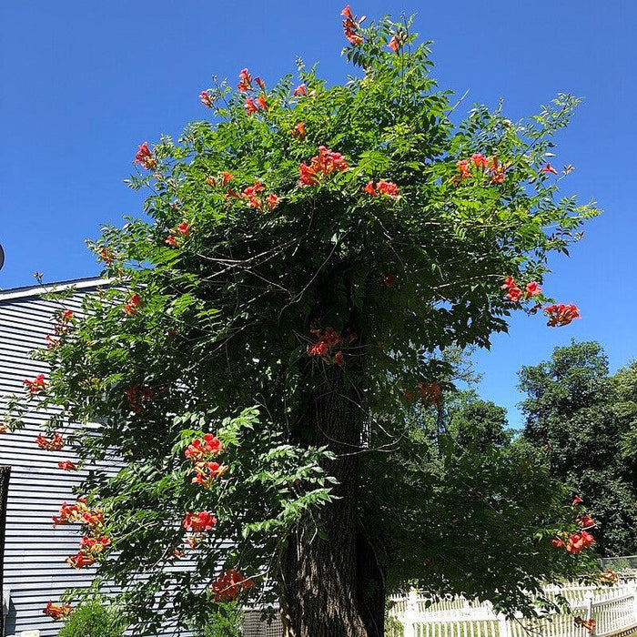 Campsis radicans  - Trumpet Vine - Shipped