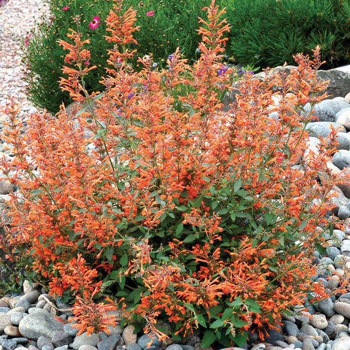 Agastache ‘Kudos Mandarin’  - Kudos™ Mandarin Hummingbird Mint, Hyssop - Shipped
