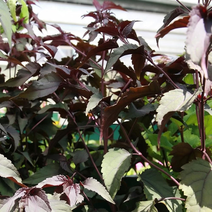 Eutrochium rugosum 'Chocolate'  - Chocolate Snakeroot - Shipped