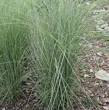 Miscanthus sinensis 'Morning Light'  - Morning Light Maiden Grass - Shipped