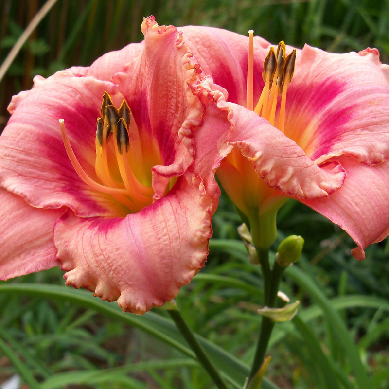 Strawberry Candy Daylily - Shipped