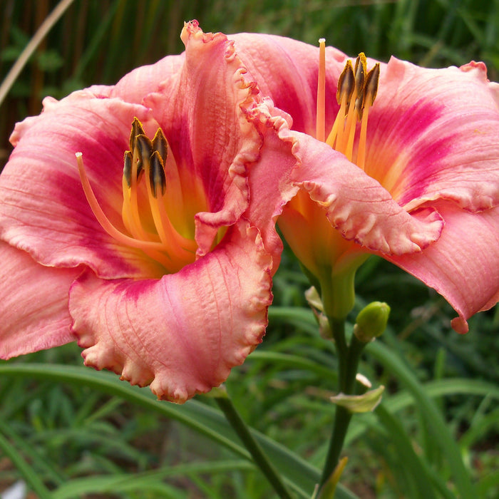 Strawberry Candy Daylily - Shipped