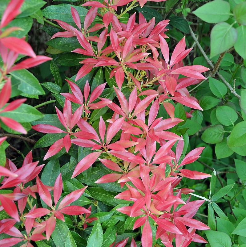 Katsura Pieris - Shipped