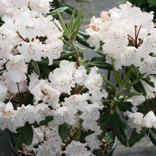 Rhododendron x 'NCRX1'  - Dandy Man Color Wheel® Rhododendron - Shipped