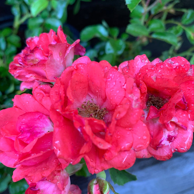 Coral Drift® Rose - Shipped
