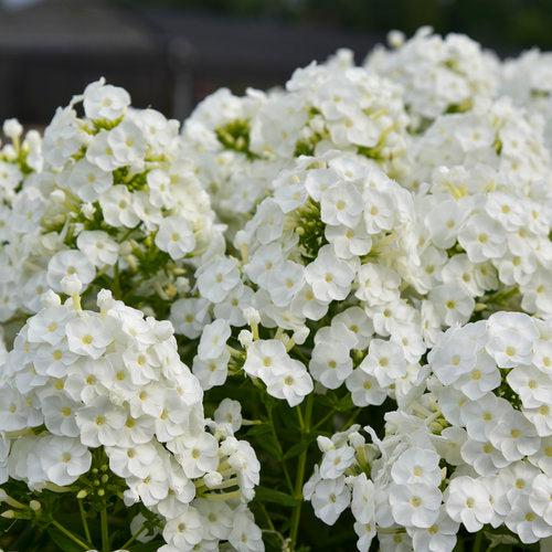 Luminary® Backlight Phlox - Shipped