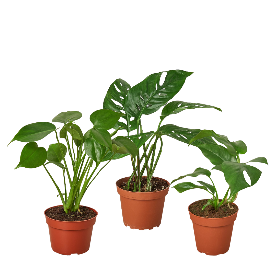 can you put two monstera plants in one pot Monstera Bundle — The Gardeners' Choice