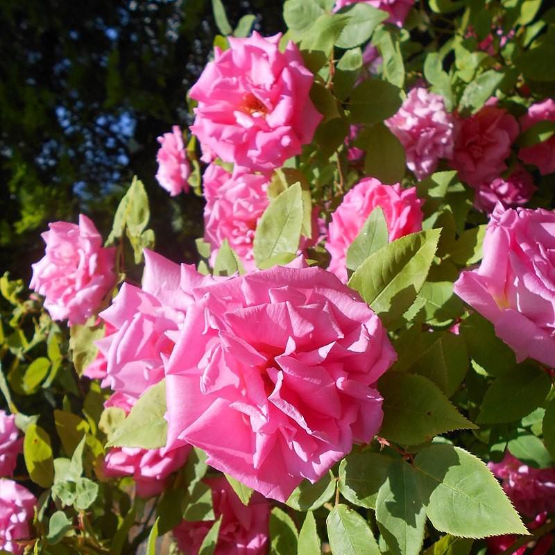 Zéphirine Drouhin Rose - Shipped