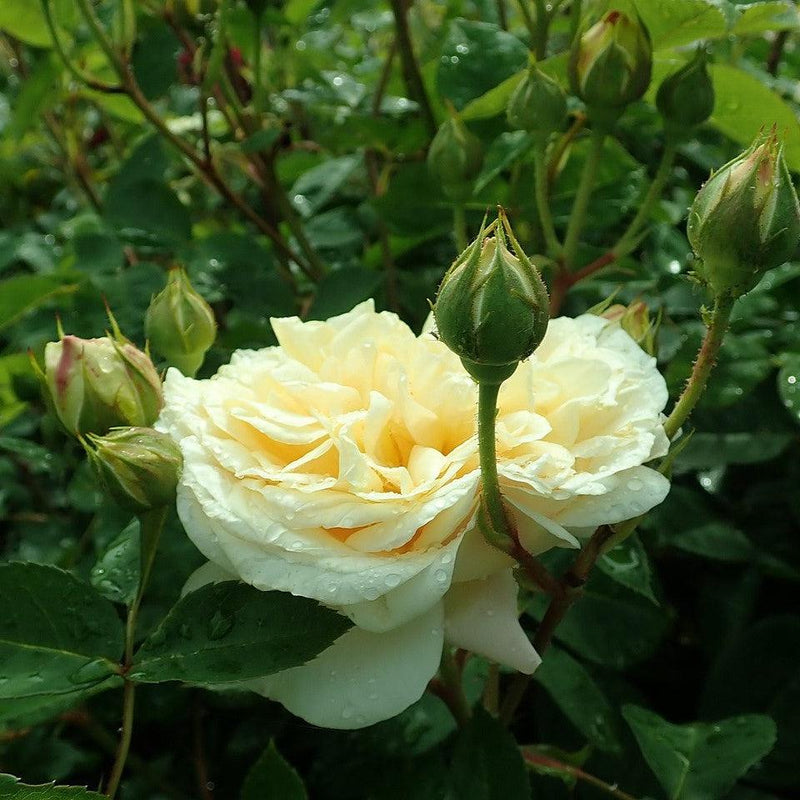 Teasing Georgia® Rose - Shipped