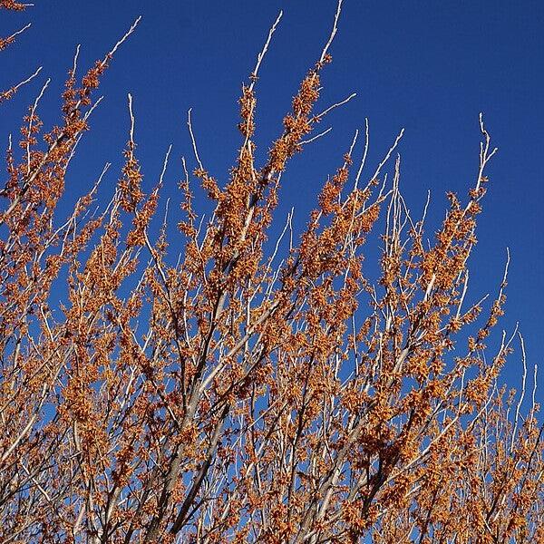 Hamamelis vernalis  - Ozark Witch Hazel - Shipped