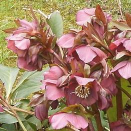Helleborus x hybridus 'ABCRD01'  - FrostKiss™ Penny's Pink® Lenten Rose - Shipped