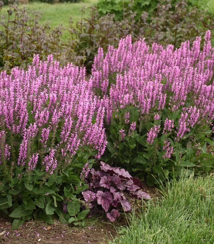 SALVIA COLOR SPIRES® `BACK TO FUCHSIA` - In Store Pickup
