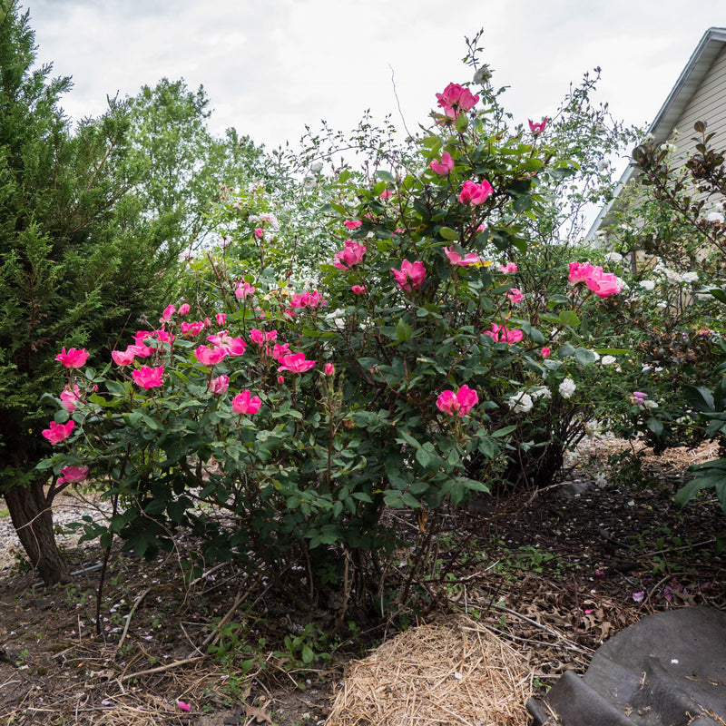 Pink Knock Out® Rose - Shipped