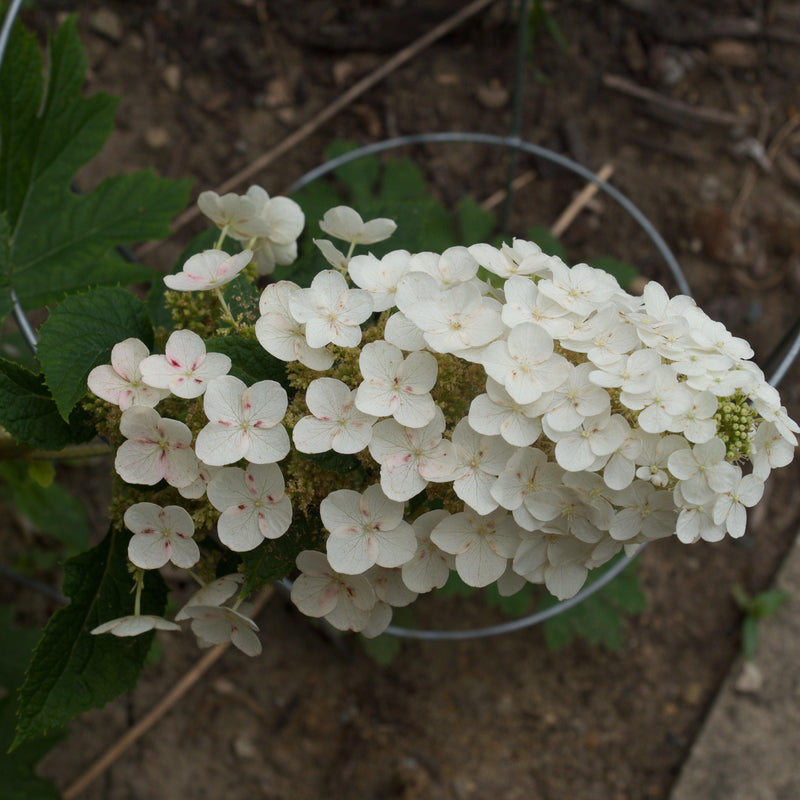Ruby Slippers Oakleaf Hydrangea - Shipped