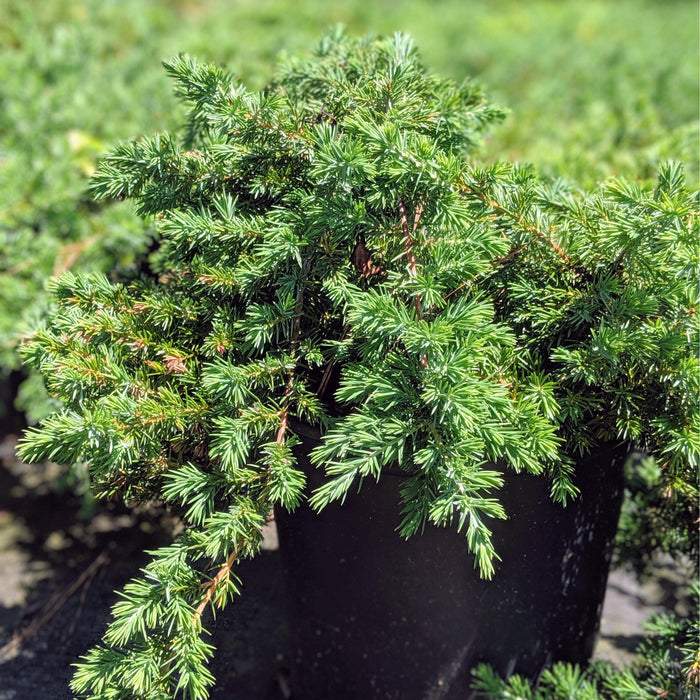 Juniperus chinensis 'Pfitzeriana Compacta'  - Compact Pfitzer Juniper - Shipped
