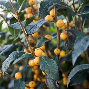 Holly (Ilex verticillata) Berry Heavy® Gold - Shipped