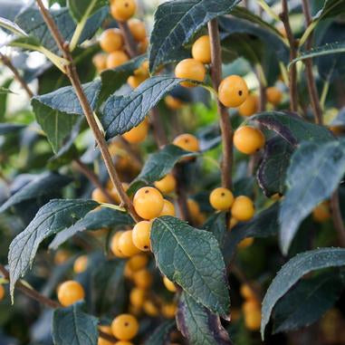 Ilex verticillata Berry Heavy® Gold