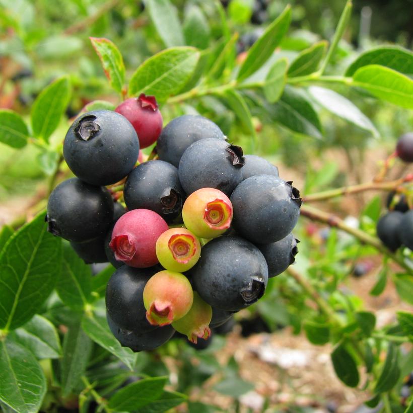 BLUEBERRY (VACCINIUM CORYMBOSUM) `BERRYBUX® BLUEBERRY GLAZE