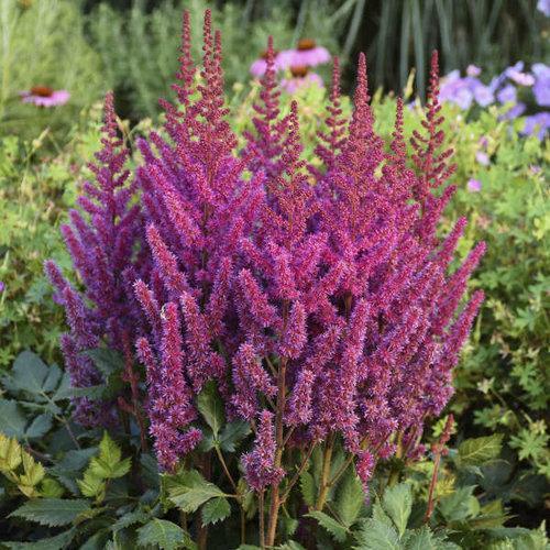 Visions Chinese Astilbe, False Goat's Beard - Shipped